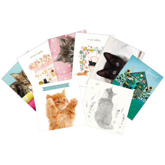 Bumper cat greetings card pack (8 cards)