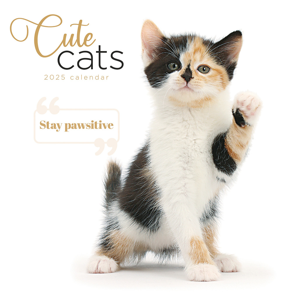 Cute cats wall calendar 2025