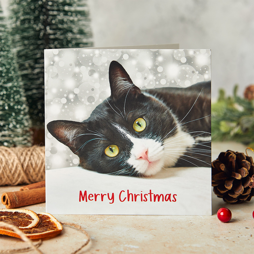 Happy christmas cat best sale