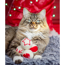 Christmas with your cat